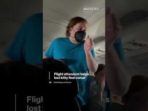Read more about the article Flight attendant helps lost kitty find owner | ABC News