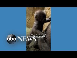 Read more about the article Baby gorilla stands up for 1st time with mom’s help
