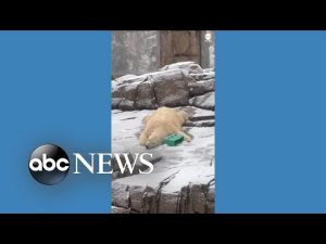 Read more about the article Polar bear slides down snowy hill