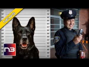 Read more about the article Outrageous! Mugshot of a K-9 Goes Viral After Stealing Officer’s Lunch?