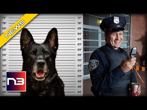 You are currently viewing Outrageous! Mugshot of a K-9 Goes Viral After Stealing Officer’s Lunch?