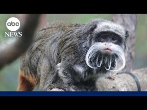 Read more about the article Zoo mystery deepens