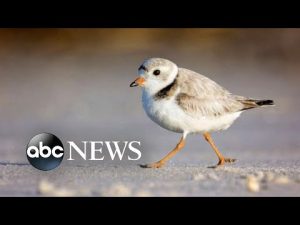 Read more about the article Bird species most at risk of extinction in US