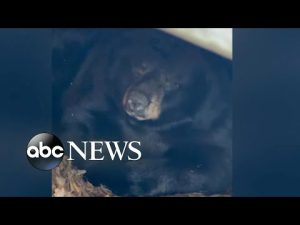 Read more about the article Family finds bear hibernating under porch