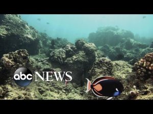 Read more about the article Hawaiian reefs likely degraded by tourism: Study l ABC News