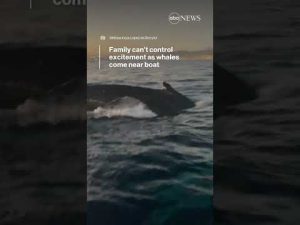 Read more about the article Family can’t control excitement as whales come near boat | ABC News