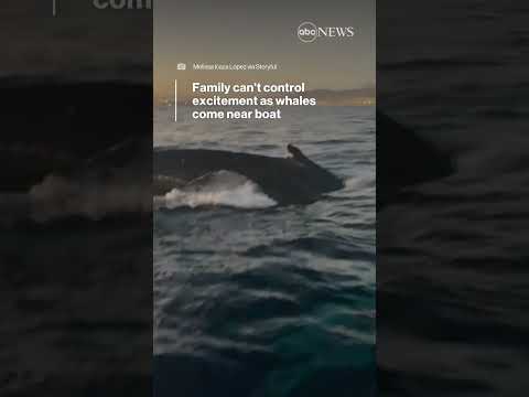 You are currently viewing Family can’t control excitement as whales come near boat | ABC News
