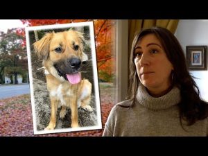 Read more about the article New York woman’s fight for justice after she was beaten and her dog was killed