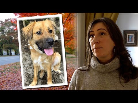 You are currently viewing New York woman’s fight for justice after she was beaten and her dog was killed