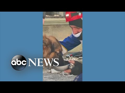 You are currently viewing Animals rescued in Turkey following earthquake