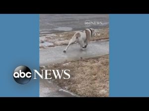 Read more about the article Bulldog loses footing on icy sidewalk