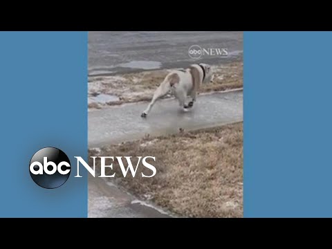 You are currently viewing Bulldog loses footing on icy sidewalk