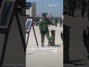 Read more about the article Mexican army honors rescue dog who died in Turkey | ABC News