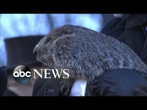 Read more about the article Punxsutawney Phil predicts 6 more weeks of winter l ABC News