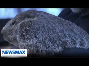 Read more about the article BREAKING: Groundhog ‘Punxsutawney Phil’ makes annual prediction