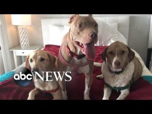 Read more about the article Tips for traveling with pets