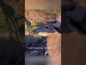 Read more about the article Deer Makes Friend With Hunter