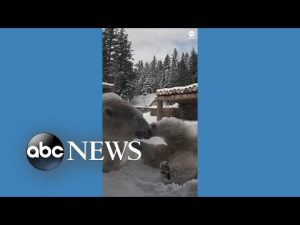 Read more about the article Polar bears frolic in snow at Oregon Zoo