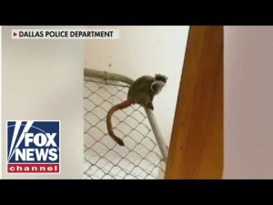 Read more about the article Animal theft ‘fad’ puts zoos on high alert
