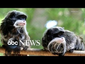 Read more about the article Dallas police arrest man in connection with those kidnapped monkeys