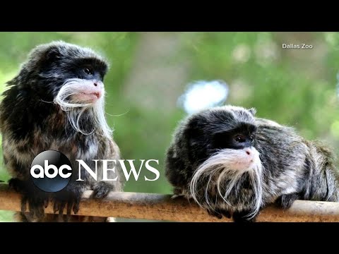 You are currently viewing Dallas police arrest man in connection with those kidnapped monkeys