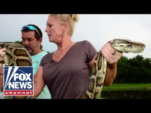 Read more about the article ‘Python Huntress’ helps Florida tackle slithering reptile invasion