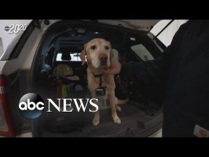 Read more about the article How K-9 detective helped discover a North Dakota house fire was an act of arson