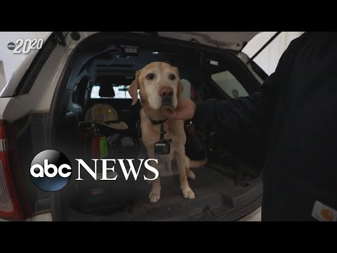 You are currently viewing How K-9 detective helped discover a North Dakota house fire was an act of arson