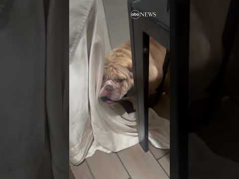 You are currently viewing English bulldog named Fendi refuses to drop knife | ABC News