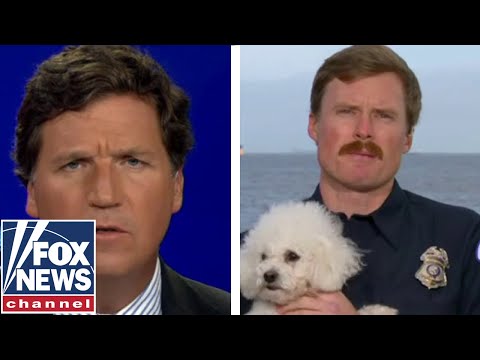 You are currently viewing Tucker: Heroic lifeguard saves dog from drowning