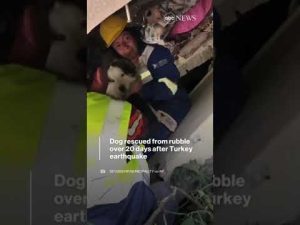 Read more about the article Rescuers in Turkey pull dog from a collapsed building after more than 20 days since the earthquake.
