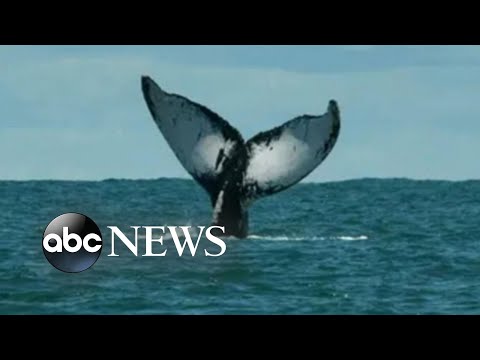 You are currently viewing Whale sinks boat in the Pacific