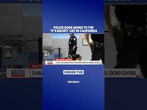 You are currently viewing California bill seeks to ‘paw-cuff’ police dogs | National Report