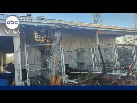 You are currently viewing Animal shelter picking up the pieces after tornadoes rip through Mississippi | ABCNL