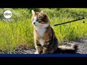 Read more about the article World-traveling feline