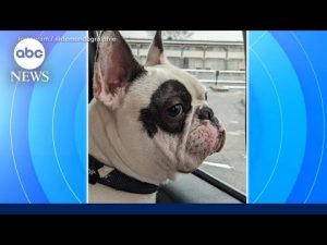 Read more about the article ‘Demon Dog’ gets a new home