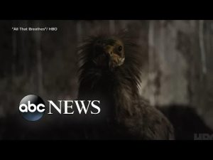 Read more about the article ‘We did not want to make a regular conventional nature doc’: Oscar nominee | ABCNL