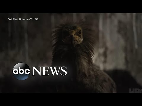 You are currently viewing ‘We did not want to make a regular conventional nature doc’: Oscar nominee | ABCNL