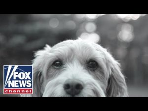 Read more about the article Would you give up your pooch if pet food was too pricey? Americans weigh in