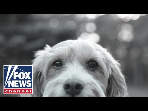 You are currently viewing Would you give up your pooch if pet food was too pricey? Americans weigh in