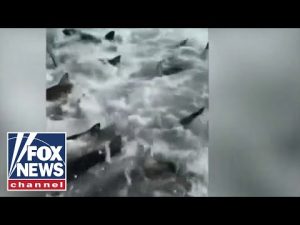 Read more about the article Shark feeding frenzy surrounds Louisiana fisherman’s boat
