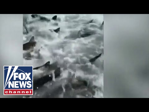 You are currently viewing Shark feeding frenzy surrounds Louisiana fisherman’s boat