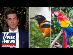Read more about the article Jesse Watters: We put a hit out on the wrong bird