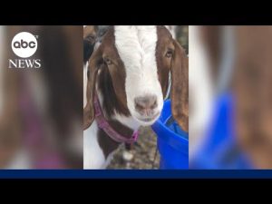 Read more about the article California family sues after local fair allegedly slaughters daughter’s goat