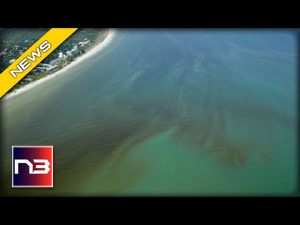 Read more about the article Florida Health Officials Warn Against Swimming In Contaminated Water