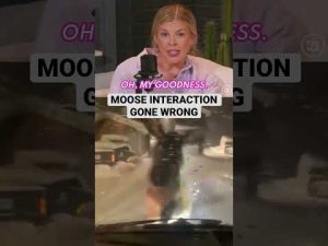 Read more about the article Moose RAMS Into Car