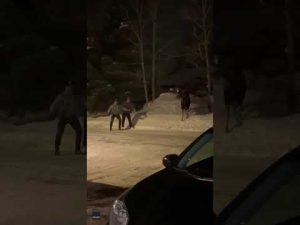 Read more about the article Moose charges at men who ignore calls to leave it alone #shorts
