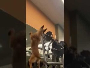 Read more about the article German Shepard Does Squats at the Gym?