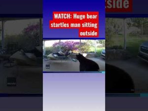 Read more about the article Man comes face-to-face with bear in close encounter #shorts