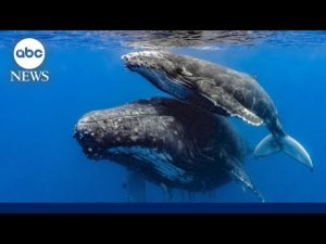 Read more about the article Whale migration around NYC increasing | ABCNL